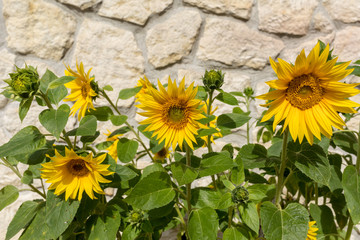 Blooming sunflowers against the background of a limestone wall
