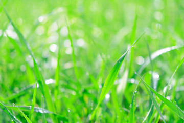 Fresh green grass with dew drops and sunlights as a full frame nature abstract background.