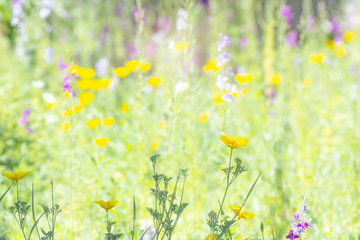 natural background of flowers in the meadow lit by the bright sun
