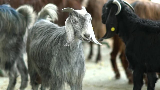 Gray Aleppo Goat Slow Motion