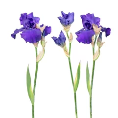 Tuinposter Set van blauwe iris bloemen met lange stengel en groen blad geïsoleerd op een witte achtergrond. Cultivar van Tall Bearded (TB) iristuingroep © kazakovmaksim