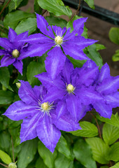 Beautiful violet flowers of clematis in garden
