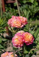 Colorful roses flowers on the branch in the garden