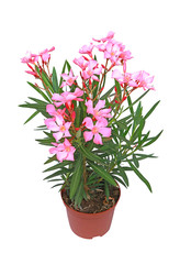 Nerium oleander	