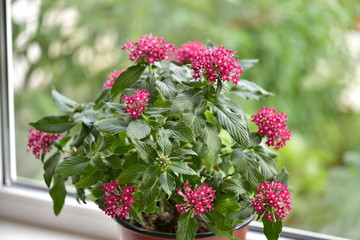 Indoor plant pentas with red flowers in a pot