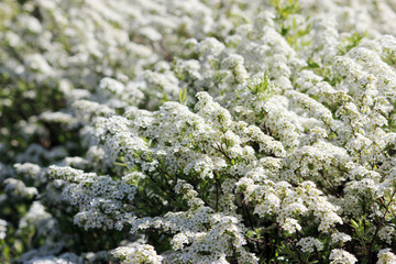 Incredibly luxuriant flowering shrub of white spiraea.