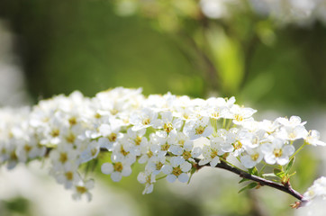 Incredibly luxuriant flowering shrub of white spiraea.
