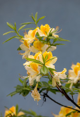 Blooming yellow flowers of Rhodenron. A great decoration for any garden