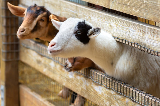 Goats on a farm near fence	 - Powered by Adobe
