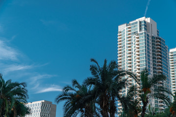 Fototapeta na wymiar San Diego, USA, 2018. Palm trees and modern buildings. Tropical city, warm country, sunny day. Copy space area