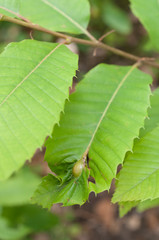 Chestnut gall wasp macro shot
