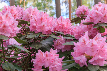 Pink rhododendron, lush bloom in the nursery of rhododenrons.