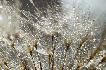 Seeds of damn beard flower, Tragopogon dubius or salsify. Abstract natural background.