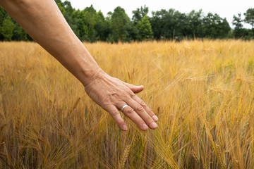 view of the arm of a woman touching the tips of the spikes in the wheat field.
