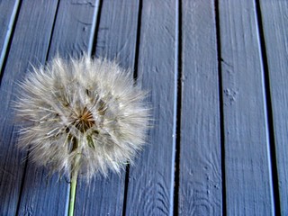 dandelion on blue background