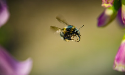 Fliegende Hummel