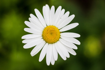 Obraz premium White chamomile on a green background. View from above.