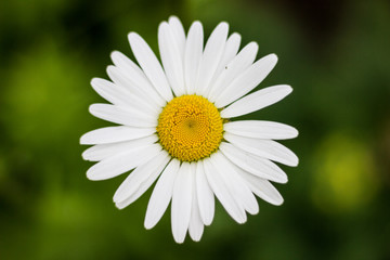 White chamomile on a green background. View from above.