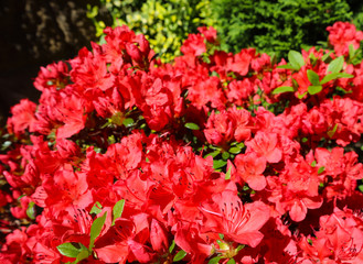 Blooming red azalea flowers in spring garden. Gardening concept. Floral background