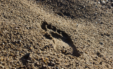 Footprint from a human foot in the wet sand.