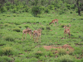 Antelope, Pilanesberg National Park, South Africa