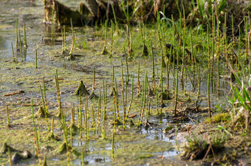 Many young sprouts of horsetail on the swampy bank of the stream in the early morning