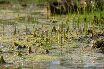Young shoots of horsetail in a swampy stream in the early morning with an interesting bokeh
