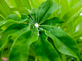 Water drops on leaves after rain, close up