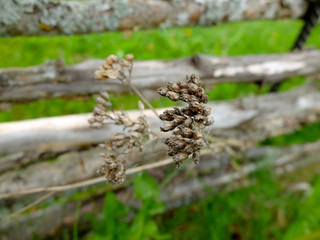 Inflorescence dry plants, close up