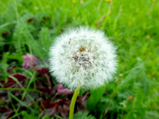White dandelion on green background of grass, close up