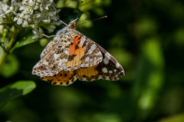 Schmetterling auf Blüte - Distelfalter
