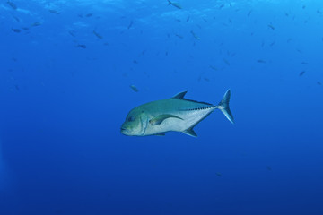  black jack, caranx lugubris