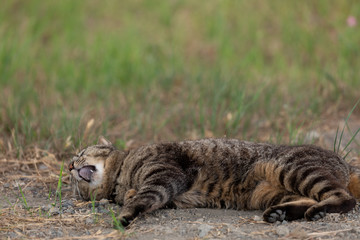 野原に住む野良猫