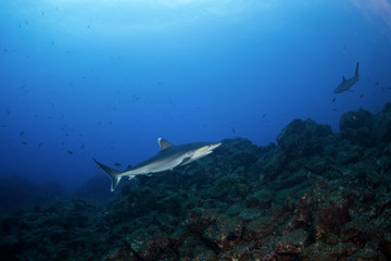 Fototapeta na wymiar silvertip shark, carcharhinus albimarginatus