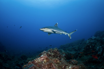 silvertip shark, carcharhinus albimarginatus