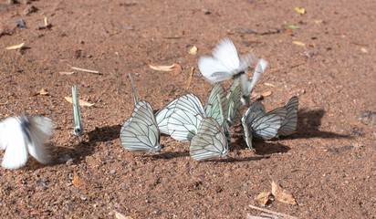 Fototapeta premium Close up white butterflies on ground