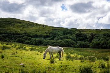 Fototapeta na wymiar White horse eating grass on empty meadow, grassland with hills and puffy clouds
