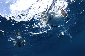 Blue footed booby, sula nebouxii, Socorro island