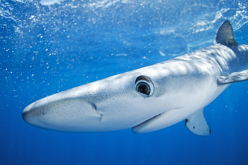 blue shark, prionace glauca