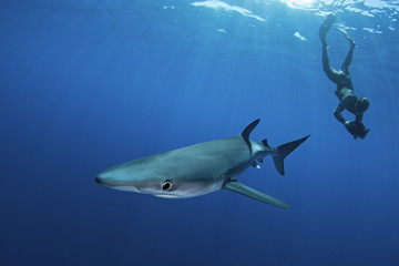 blue shark, prionace glauca