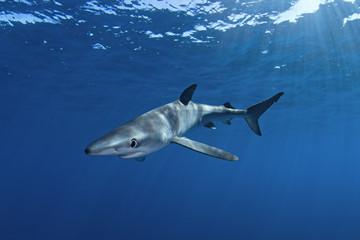 blue shark, prionace glauca