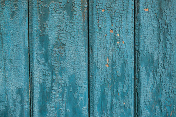 Fototapeta na wymiar Old wooden background. Wooden fence with cracked blue paint. The texture of the old wooden fence with faded blue paint.