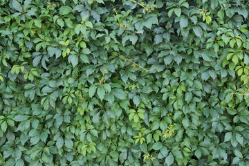Wall of leaves. Hardwood wall. Fence of green leaves.