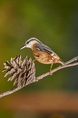 Blue climber (Sitta europaea) on pine cone. Malaga, Spain.