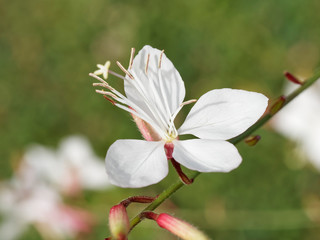 (Gaura lindheimeri) Die Prachtkerze oder Präriekerze. Weiss Frühlingsblüte
