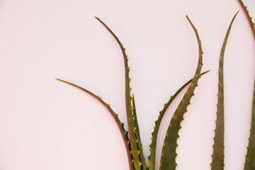 Aloe vera leaves for beauty treatment