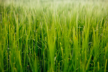 Fototapeta na wymiar Fresh green grass in the summer field natural background