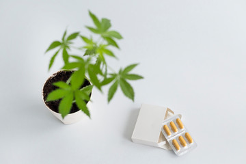 White table with Marijuana plant in pottery. Box with CBD pills on table.