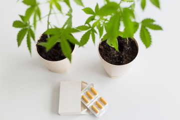 White table with Marijuana plant in pottery. Box with CBD pills on table.