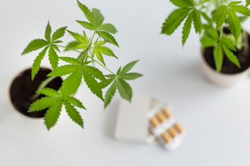 White table with Marijuana plant in pottery. Box with CBD pills on table.